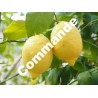 COM: Citrons / 1kg