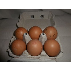 Oeufs bio / 6