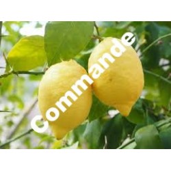 COM: Citrons / 1kg