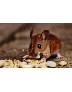 * Grignotage et Petit Déjeuner